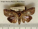 Lophoptera litigiosa